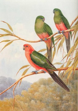 australian king parrot birds Oil Paintings